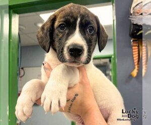 Labrador Retriever-Unknown Mix Dogs for adoption in Washington, DC, USA