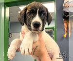 Small Labrador Retriever Mix