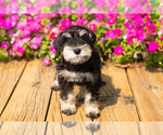 Small #11 Schnauzer (Miniature)