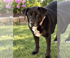 Labrador Retriever-Unknown Mix Dogs for adoption in Springdale, PA, USA
