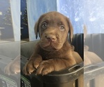 Puppy True Chocolate Labrador Retriever