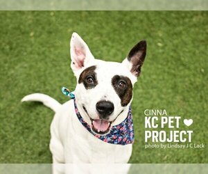 Bull Terrier-Unknown Mix Dogs for adoption in Kansas City, MO, USA