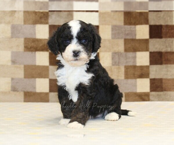 Medium Photo #3 Bernedoodle (Miniature)-Cavapoo (Miniature) Mix Puppy For Sale in DENVER, PA, USA