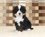Small #2 Bernedoodle (Miniature)-Cavapoo (Miniature) Mix
