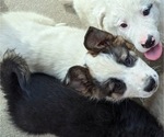 Puppy 6 German Shepherd Dog-Siberian Husky Mix