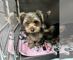 Small Photo #4 Yorkshire Terrier Puppy For Sale in VALRICO, FL, USA