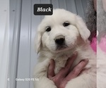 Puppy Albas litter Great Pyrenees
