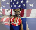 Small #1 German Shepherd Dog Mix