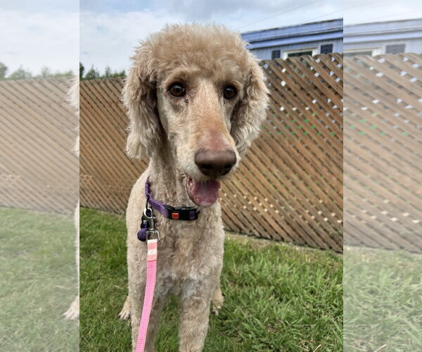 Medium Photo #4 Poodle (Standard)-Unknown Mix Puppy For Sale in Pacolet, SC, USA