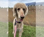 Small #3 Poodle (Standard) Mix