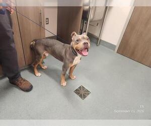 Mutt Dogs for adoption in Baytown, TX, USA