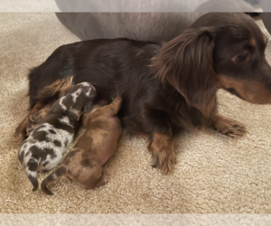 Mother of the Dachshund puppies born on 04/20/2021