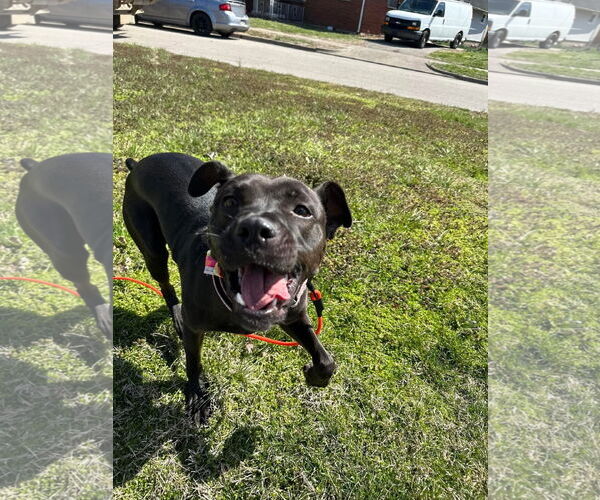 Medium Photo #10 American Pit Bull Terrier-Unknown Mix Puppy For Sale in Germantown, OH, USA
