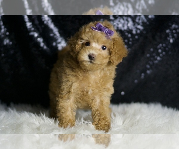 Medium Photo #3 Maltipoo Puppy For Sale in WARSAW, IN, USA
