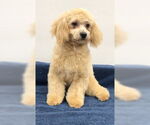 Small #2 Bichon Frise Mix
