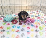 Small #9 Dachshund