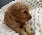 Small #3 Golden Retriever