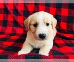 Small Photo #6 English Shepherd-Labrador Retriever Mix Puppy For Sale in FORT COLLINS, CO, USA