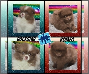 Pomeranian Puppy for sale in KINGMAN, AZ, USA
