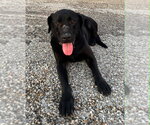Fifa - Female Labrador Retriever Dog for Adoption - Small photo