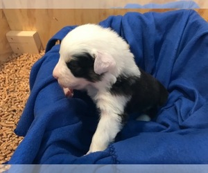 Australian Shepherd Puppy for sale in VERMONTVILLE, MI, USA