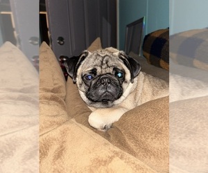Mother of the Pug puppies born on 05/26/2025