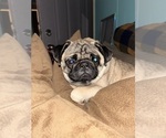 Small Photo #1 Pug Puppy For Sale in SELFRIDGE ANGB, MI, USA