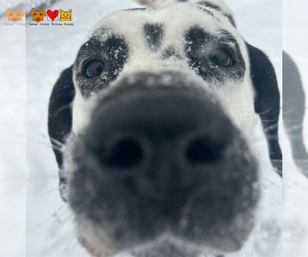 Medium Photo #1 Dalmatian Puppy For Sale in Center Township, PA, USA