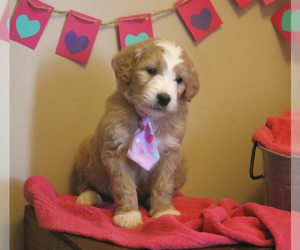 Medium Photo #4 Goldendoodle Puppy For Sale in FREDERICKSBRG, PA, USA