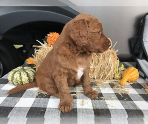 Goldendoodle-Irish Doodle Mix Puppy for sale in N HIGHLANDS, CA, USA