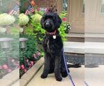 Small Photo #1 Goldendoodle Puppy For Sale in SAINT CLAIR SHORES, MI, USA