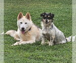 Small #2 Dandie Dinmont Terrier Mix