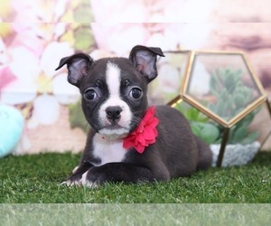 Boston Terrier Puppy for sale in MARIETTA, GA, USA