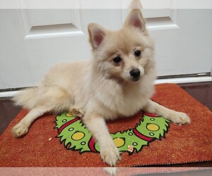 Medium Pomeranian