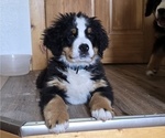 Small #2 Bernese Mountain Dog