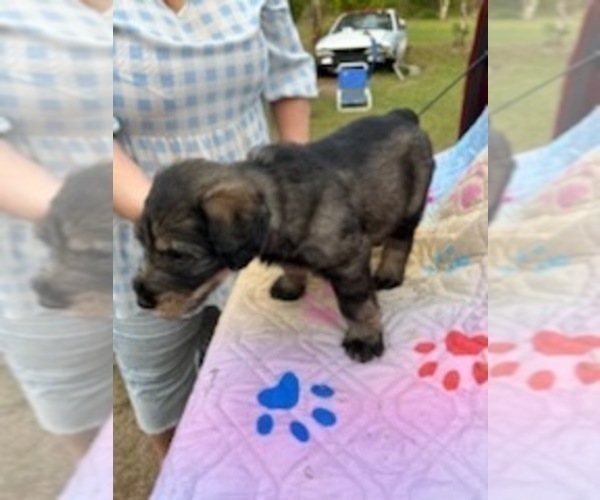 Medium Photo #2 Schnauzer (Giant) Puppy For Sale in SAINT CLOUD, FL, USA