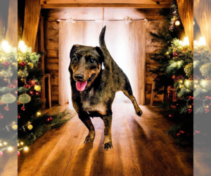 Dachshund-Unknown Mix Dogs for adoption in Vail, AZ, USA