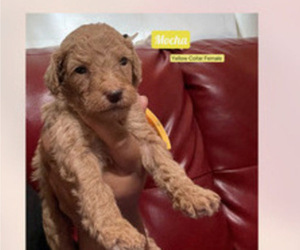 Goldendoodle Puppy for sale in NEW YORK, NY, USA
