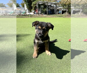 Malloy - Male German Shepherd Dog-Unknown Mix Dog for Adoption - Photo #3