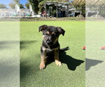 Small Photo #3 German Shepherd Dog-Unknown Mix Puppy For Sale in Dana Point, CA, USA