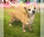 Small #6 Chihuahua
