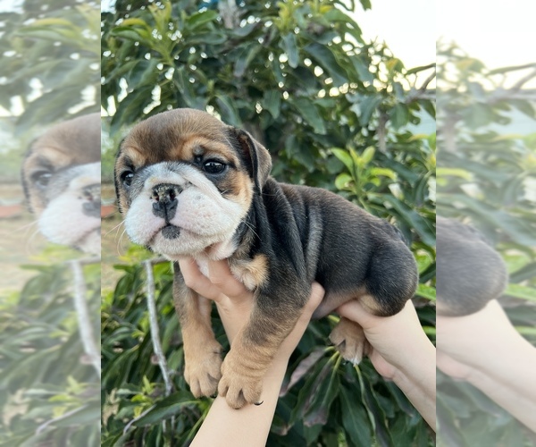Medium Photo #5 English Bulldog Puppy For Sale in RIVERSIDE, CA, USA
