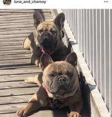 Mother of the French Bulldog puppies born on 10/25/2018