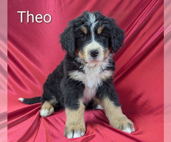 Medium Photo #3 Bernese Mountain Dog Puppy For Sale in CANON CITY, CO, USA
