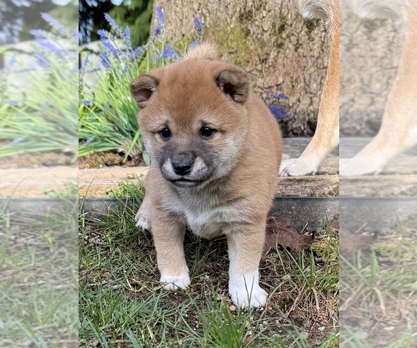 Medium Photo #10 Shiba Inu Puppy For Sale in SNOHOMISH, WA, USA