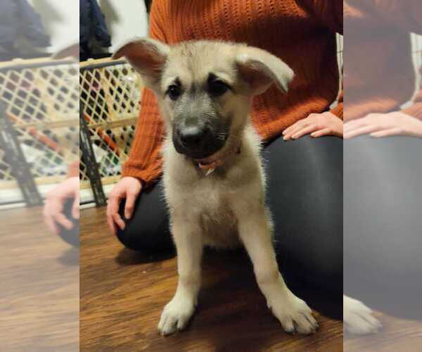 Medium Photo #4 Alaskan Malamute-German Shepherd Dog Mix Puppy For Sale in WAYNESBORO, PA, USA