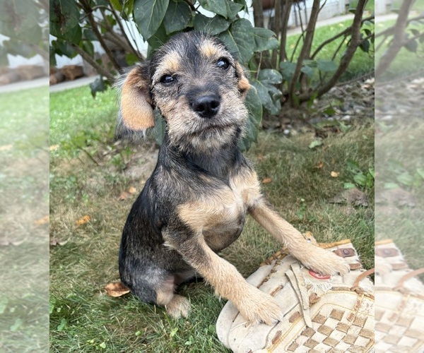Medium Photo #4 Schnoodle (Miniature) Puppy For Sale in MIDDLEBURY, IN, USA