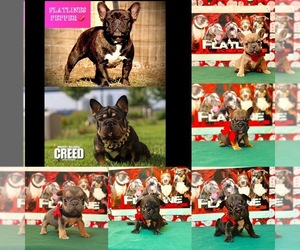 French Bulldog Puppy for sale in PALMYRA, NJ, USA