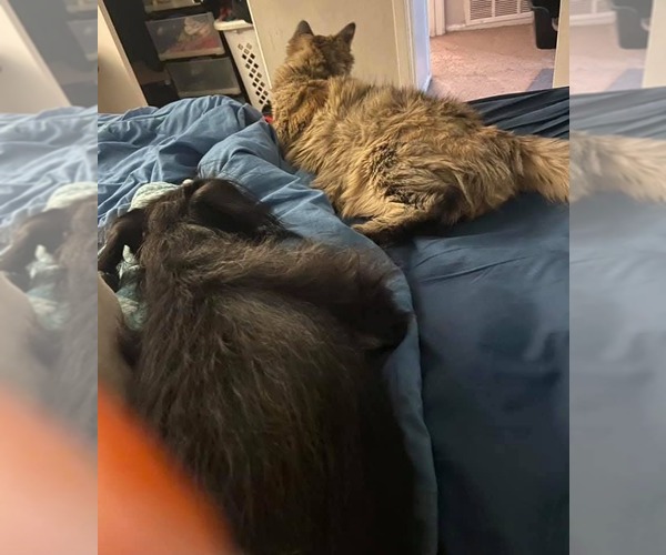 Medium Photo #3 Mutt Puppy For Sale in Escondido, CA, USA