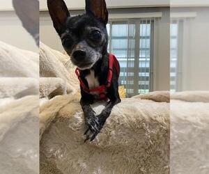 Chihuahua Dogs for adoption in San Antonio, TX, USA
